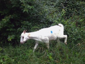 white goat