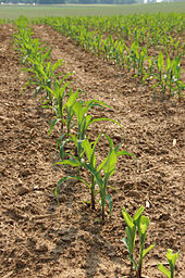 cornplants