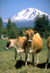 cow mountain