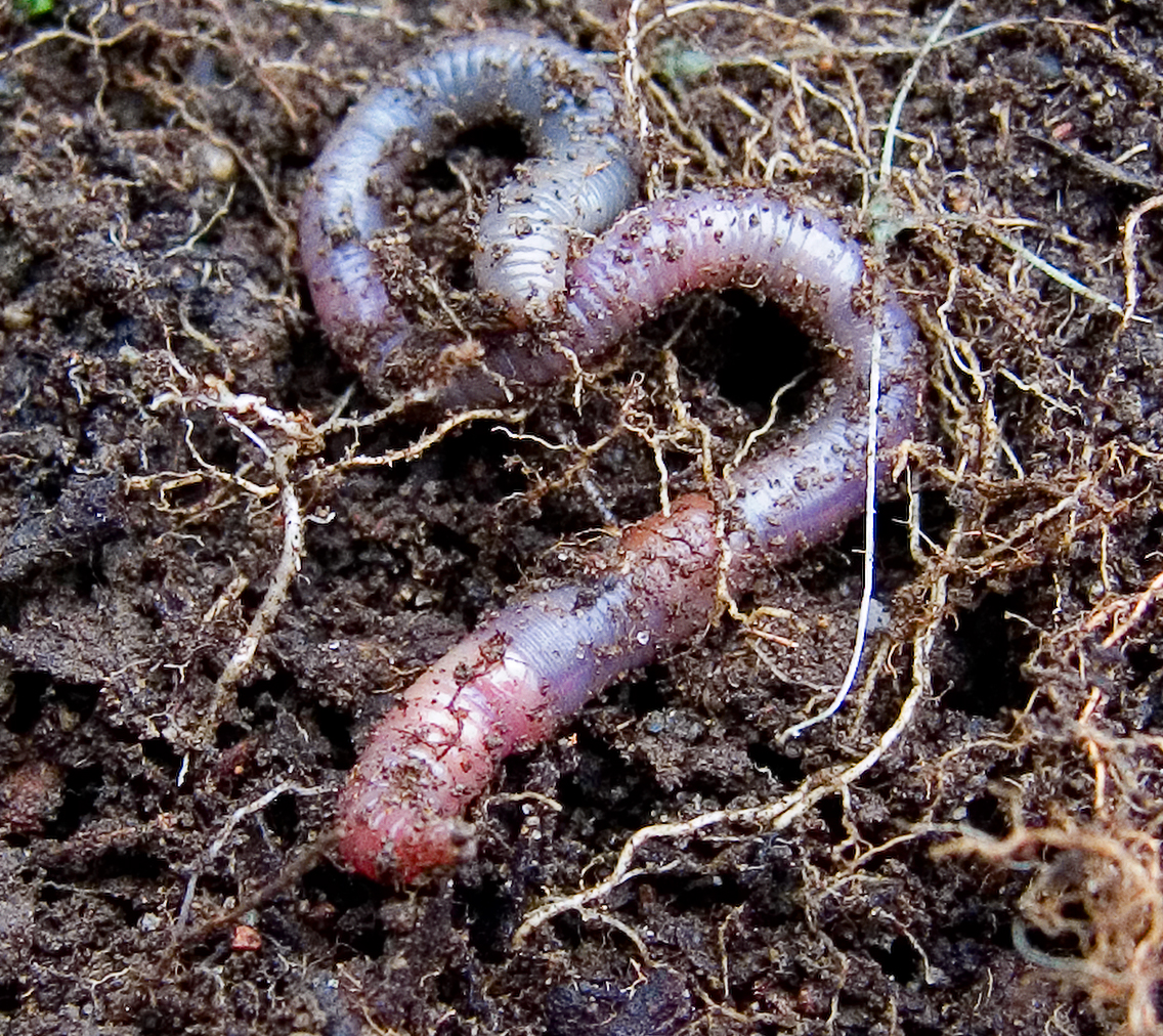 Earthworms Detoxify Pesticides at a High Cost - Beyond Pesticides Daily  News Blog