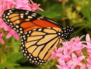 Monarch-Picture-10-14-11