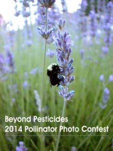 photo-contest