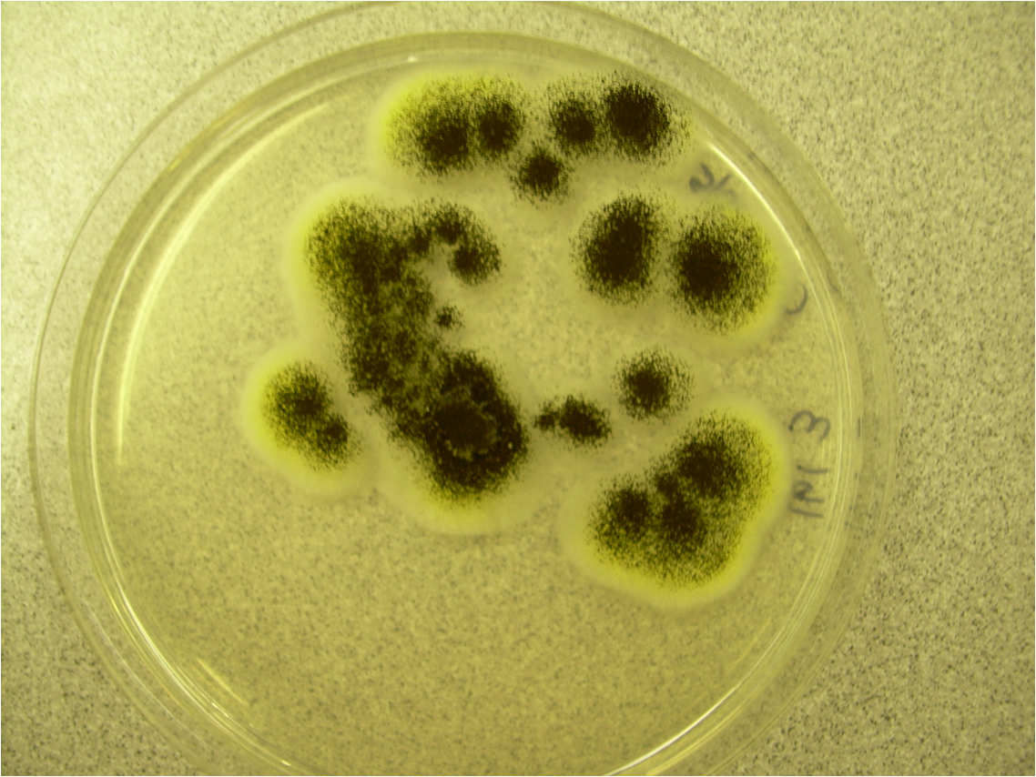 Aspergillus_plate