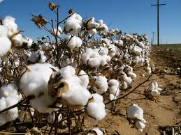 cotton