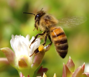 Gary Tate Riverside CA Honey Bee taking flight Riverside Ca