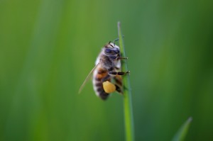 Sierra Castillo Santa Rosa CA A safe return to Pink Palace Honeybee retreatSanta Rosa, California