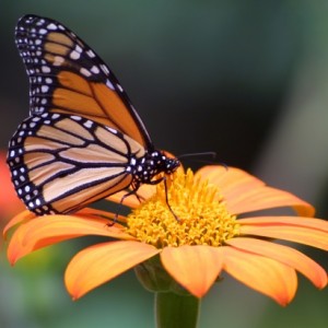 monarchflower