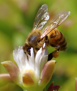 Gary Tate Riverside CA Honey Bee taking flight Riverside Ca2