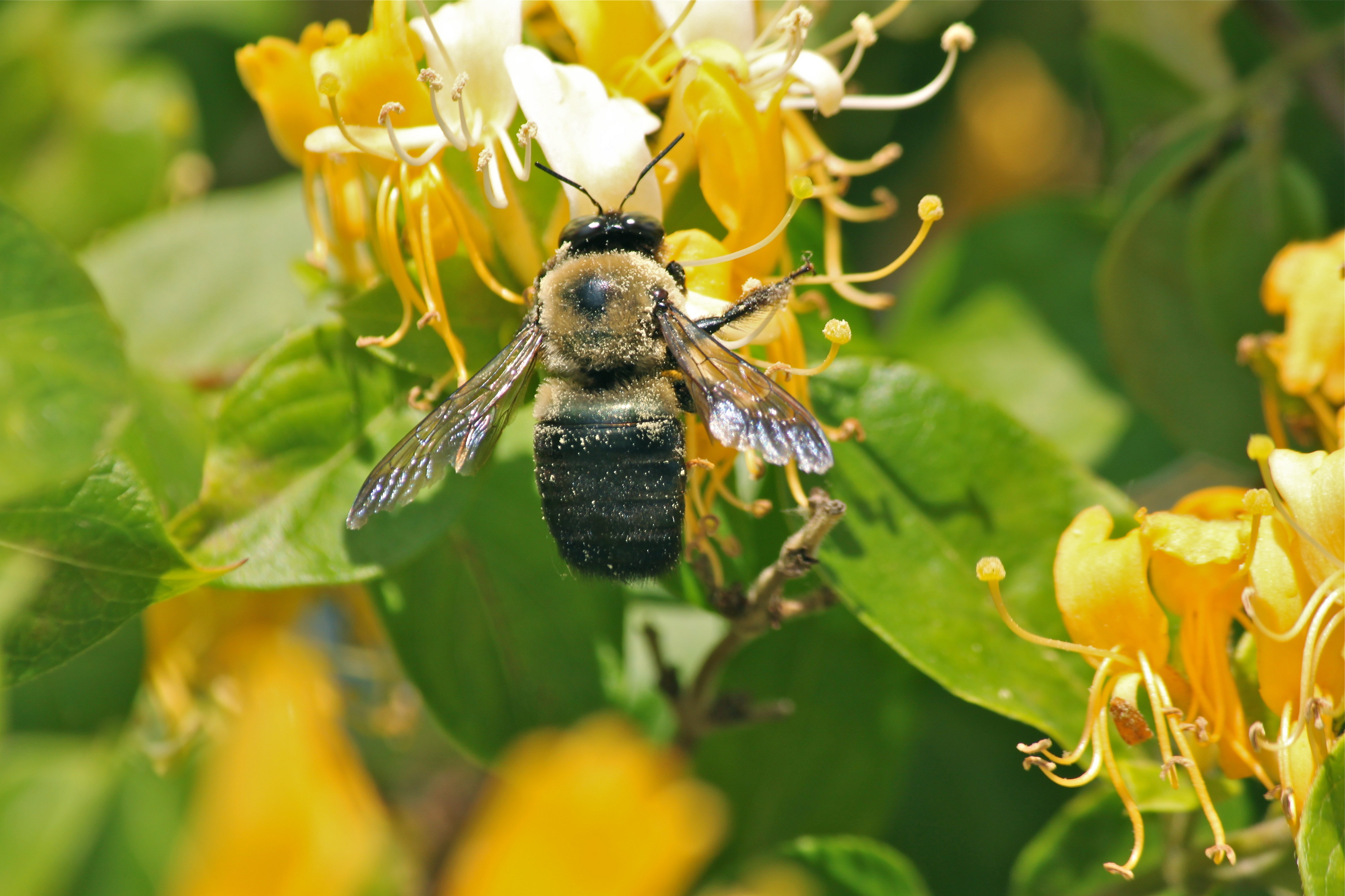 Bev Veals Kure Beach NC Beeliever Though they spray for mosquitoes bees find a way to visit.