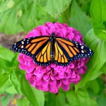 Diane St John Durham CT We planted a lot of Zinnia seeds and look who came over!