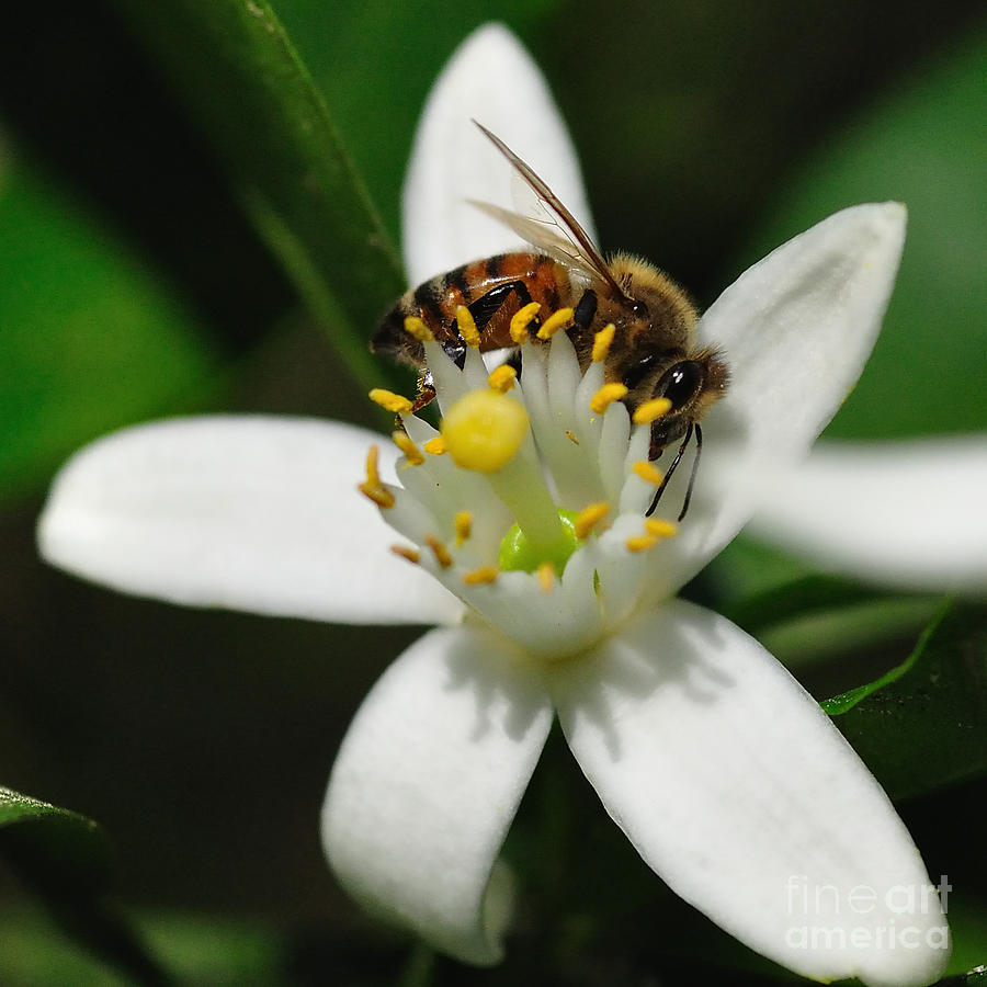 honey-bee-encircling-orange-blossom-wayne-nielsen
