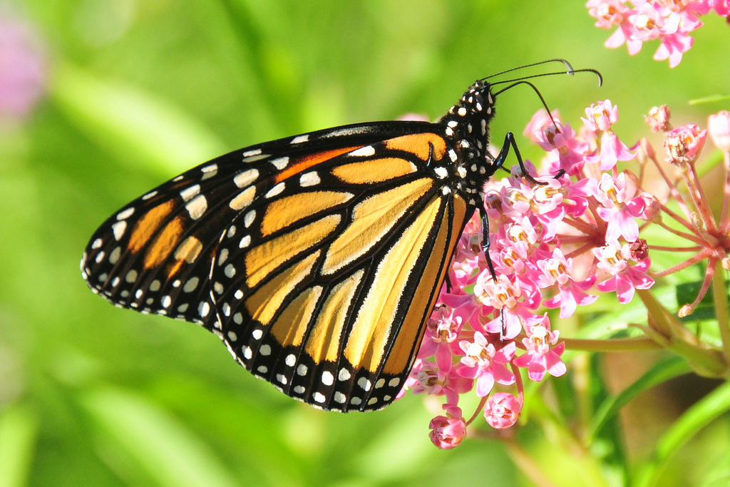 monarch adn milkweed