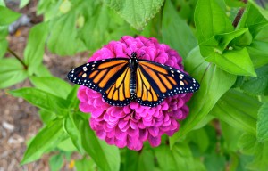 Diane St John Durham CT We planted a lot of Zinnia seeds and look who came over!