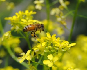 Ed Szymanski Franklin MA Honey bee on Turkish Rocket, my front yard