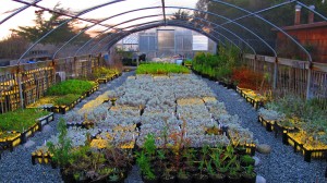 Native Plant Nursery