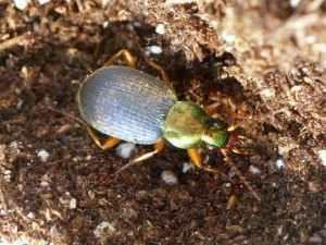 Chlaenius tricolor