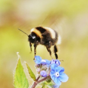 Layla Brooks Maida Vale London, Bee in flight at Kew Gardens